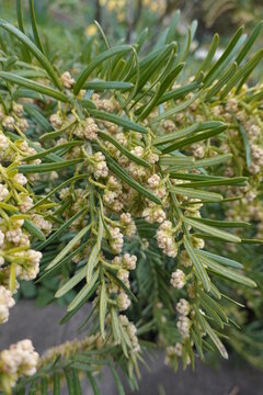 Taxus Baccata 'Repandens' (English Yew) Is A Small, Prostrate And Wide-spreading, Evergreen Shrub.