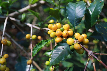 hand plantation coffee red berries  in farm harvesting Robusta and arabica  coffee berries by agriculturist hands,Worker Harvest arabica coffee berries on its branch, harvest concept.