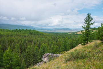 Scenic mountain landscape with larch on hill with view to coniferous forest to horizon under cloudy sky. Colorful scenery with green forest and mountain vastness under clouds in changeable weather.