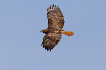 Top view of a red-tailed hawk flying, seen in the wild in  South Oregon