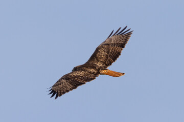 Obraz premium Bottom view of a red-tailed hawk flying, seen in the wild in North California 