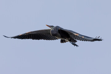 Great blue heron in beautiful light, seen in the wild in South Oregon