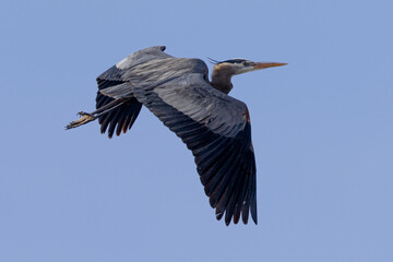 Great blue heron in beautiful light, seen in the wild in South Oregon