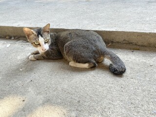 cute tabby cat on the ground