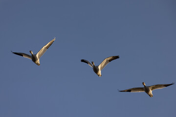 Close view of a snow geese flying in beautiful light, seen in the wild in South Oregon