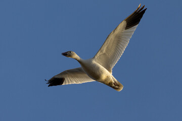 Close view of a snow goose flying in beautiful light, seen in the wild in South Oregon