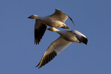 Close view of a snow geese flying in beautiful light, seen in the wild in South Oregon