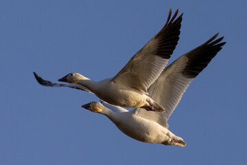 Close view of a snow geese flying in beautiful light, seen in the wild in South Oregon