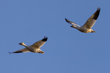 Close view of a snow geese flying in beautiful light, seen in the wild in South Oregon