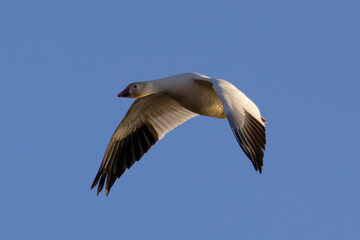 Close view of a snow goose flying in beautiful light, seen in the wild in South Oregon