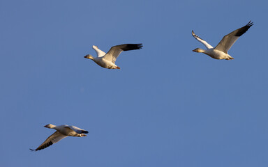 Close view of a snow geese flying in beautiful light, seen in the wild in South Oregon