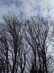 冬寒の日の木立