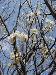 白色の梅の花の接写