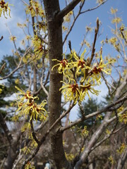 マンサクの花の接写