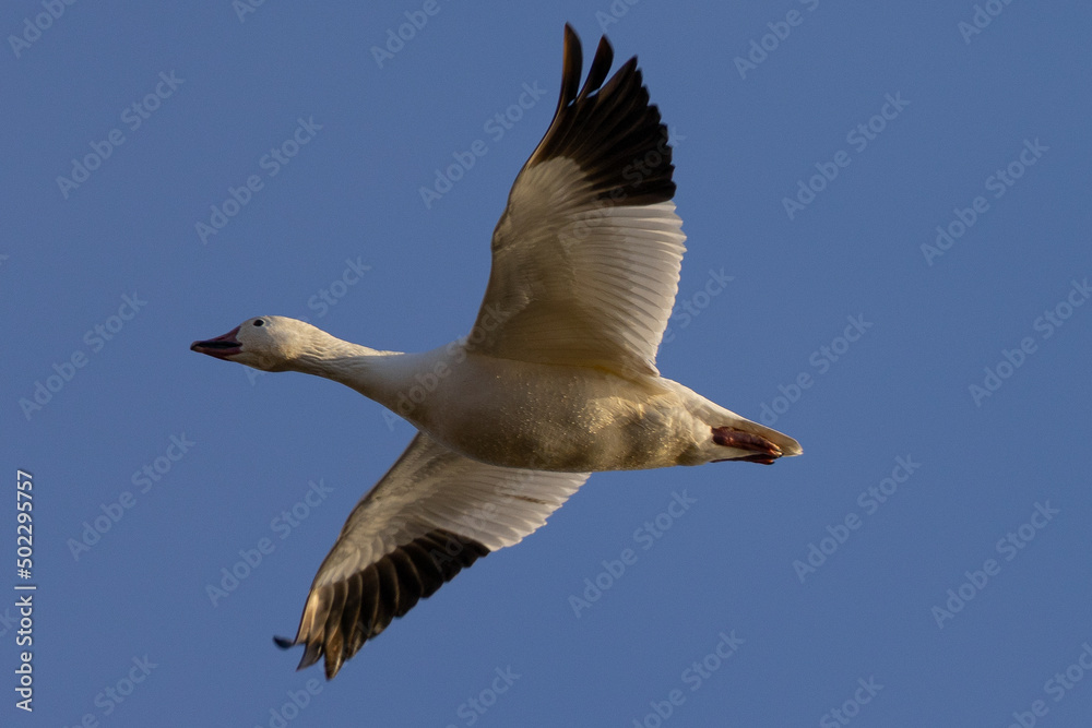 Canvas Prints Close view of a snow goose flying in beautiful light, seen in the wild in South Oregon