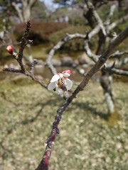 白い梅の花の接写