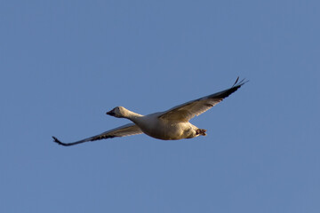 Close view of a snow goose flying in beautiful light, seen in the wild in South Oregon