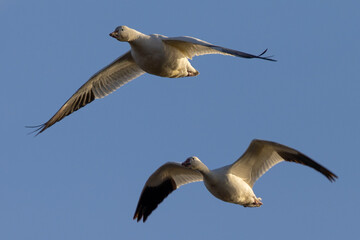 Fototapeta na wymiar Close view of a snow geese flying in beautiful light, seen in the wild in South Oregon
