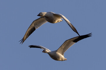 Close view of a snow geese flying in beautiful light, seen in the wild in South Oregon