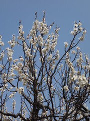 青空の下の白い梅の花