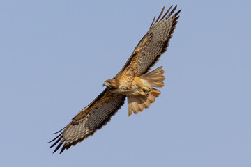 Bottom view of a red-tailed hawk flying, seen in the wild in  North California 