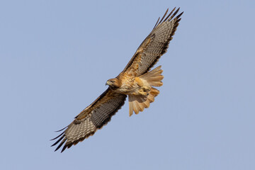 Bottom view of a red-tailed hawk flying, seen in the wild in  North California 