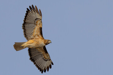Bottom view of a red-tailed hawk flying, seen in the wild in  North California 