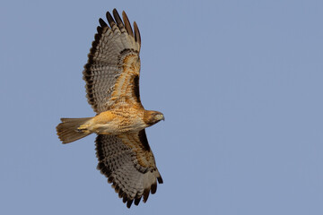 Bottom view of a red-tailed hawk flying, seen in the wild in  North California 