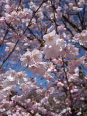 青空の下の桜