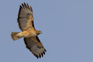 Bottom view of a red-tailed hawk flying, seen in the wild in  North California 
