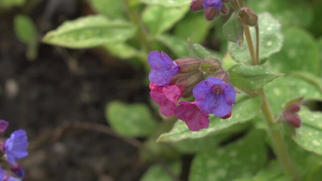 A Hairy Footed Flower Bee Visiting Pulmonaria