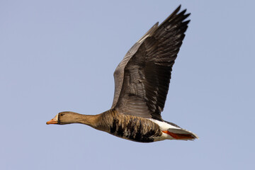 Greater White-fronted Goose flying, seen in South Oregon