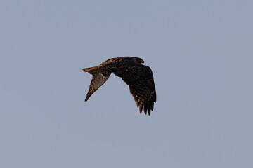 Side view of a red-tailed hawk flying, seen in the wild in  North California