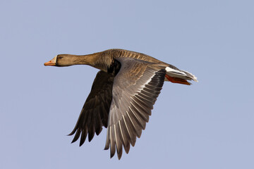Greater White-fronted Goose flying, seen in South Oregon
