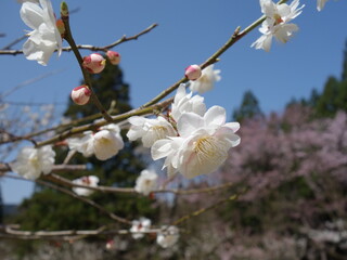 白色の梅の花の接写