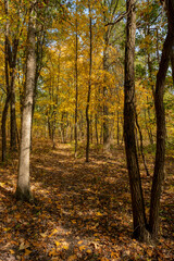 Fototapeta na wymiar Narrow Trail Cuts Through Fall Forest