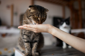 Young woman feeds her lovely cat from hands. Charming family pets and people's tendance them.