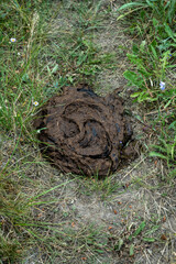 Pile of Bison Poop On Trail