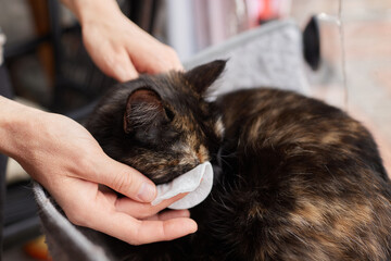Female veterian's hand holding cotton bud to cleaning the dirt from white cat's eye in health check...