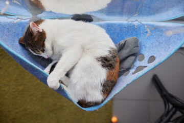 cute cat laying in wall glass mounted bed.