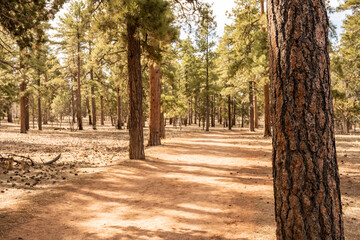 Ponderosa Pine Trees Along The Edge of Trail In Grand Canyon