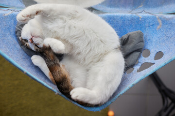 cute cat laying in wall glass mounted bed.