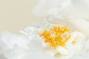 Fototapeta na wymiar Closeup white peony flower with yellow stamens, beauty in nature, natural floral background, selective focus. Natural fresh blossoming flower of peony. Spring blooming, aesthetic flowery poster