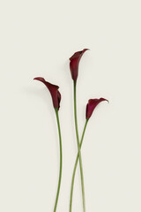 Dark purple Calla lily flowers on beige background. Nature flowery flat lay, minimal style. Bouquet of bright fresh blossoming flowers. Blooms red Calla lilies top view, floral still life