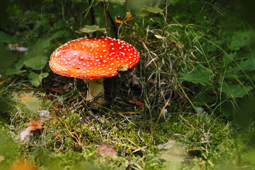 Mushroom Amanita muscaria, fly amanita. Bright, toxic and inedible mushroom fly agaric with blurred green grass background. Close up poisonous natural plant in natural environment