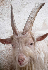portrait of a horned farm goat