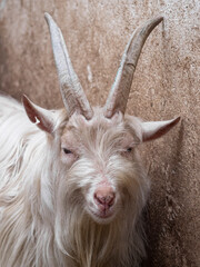 portrait of a horned farm goat