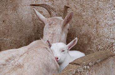 portrait of a farm goat with its calf