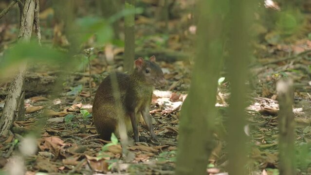 an agouti sitting on the forest floor at corcovado national park of costa rica