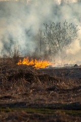 Fire in the field, burning dry grass